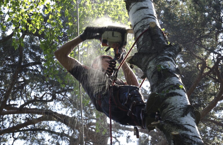 Изображение Как спилить деревья на даче