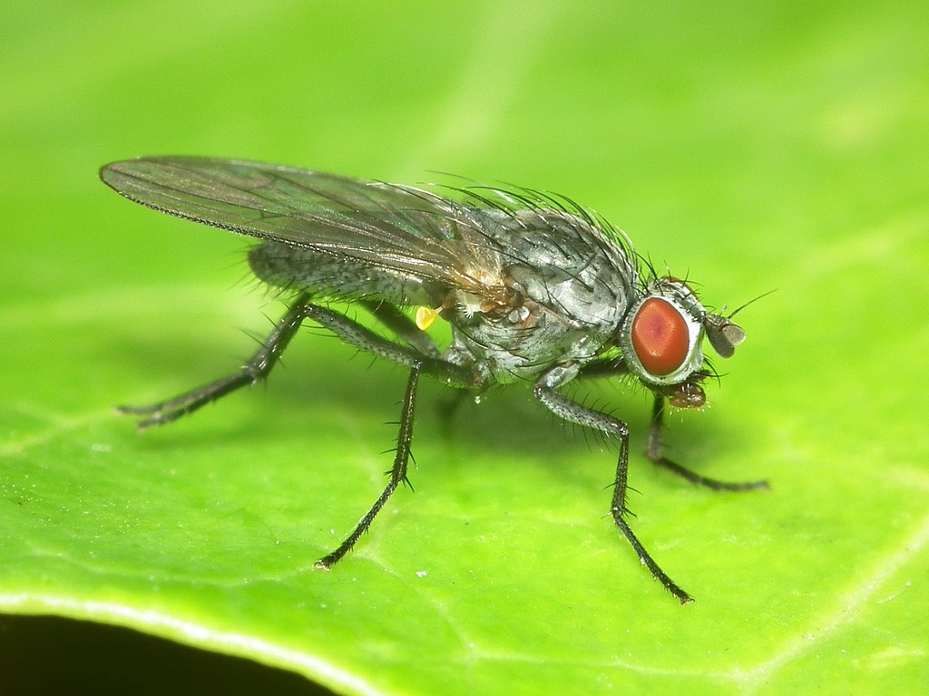 Изображение Лиственничная муха