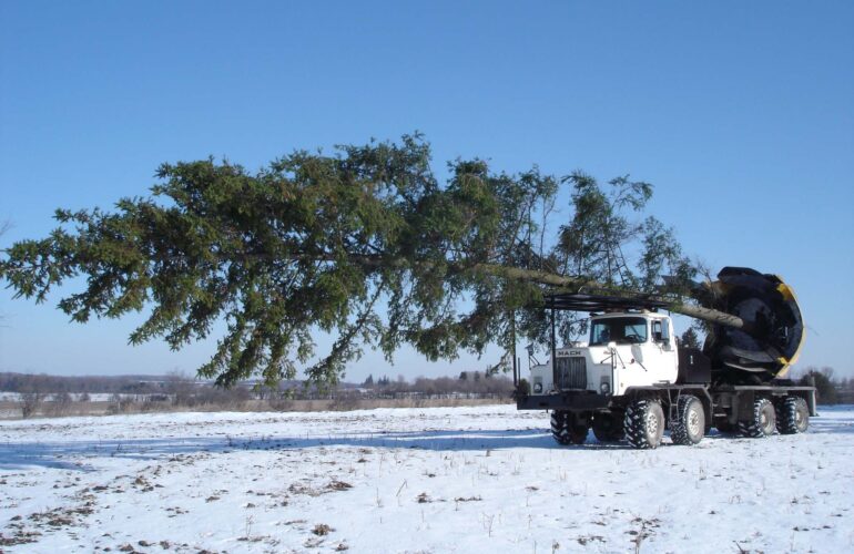 Изображение Пересадка деревьев зимой