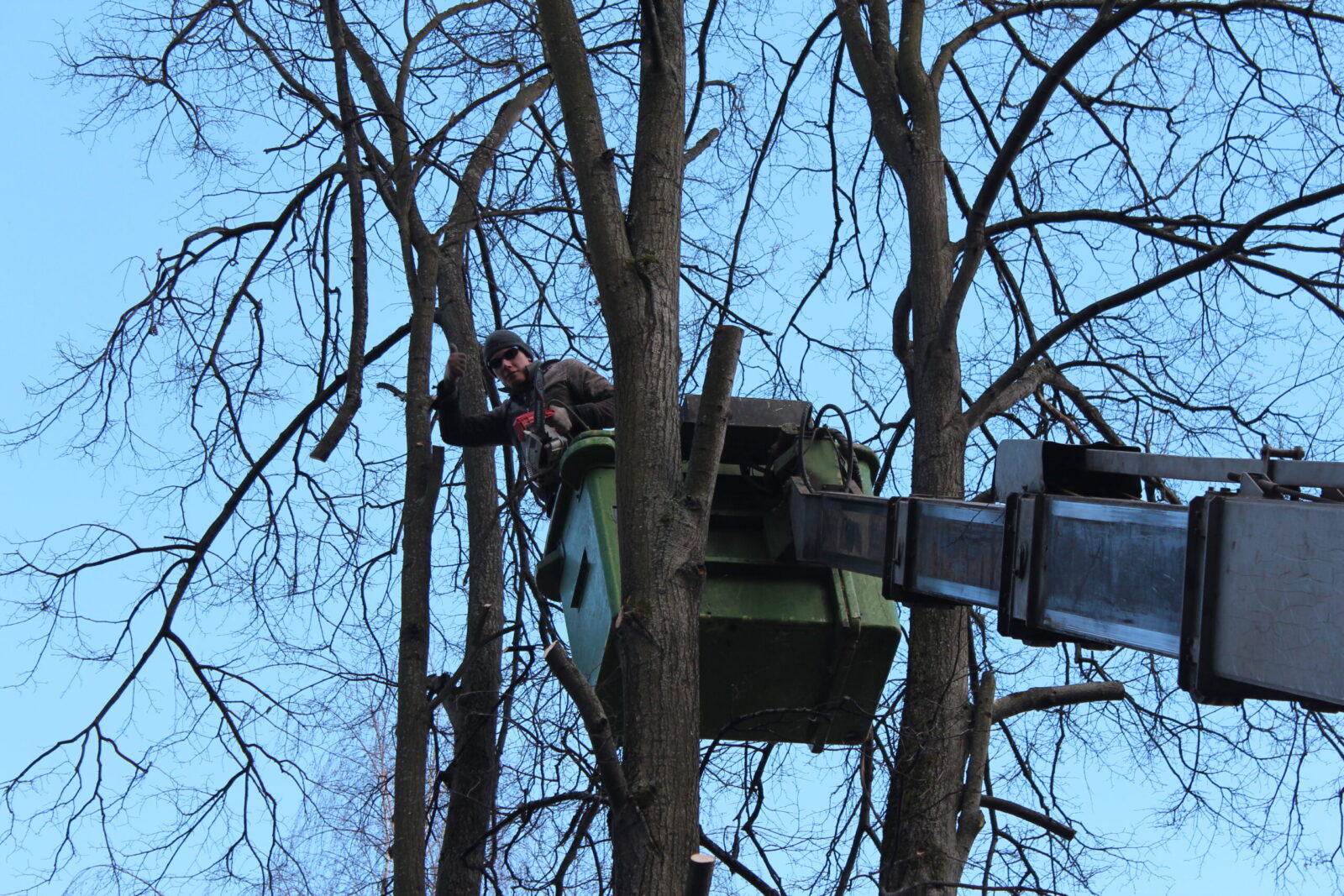 Изображение Кронирование и обрезка деревьев в Пушкино