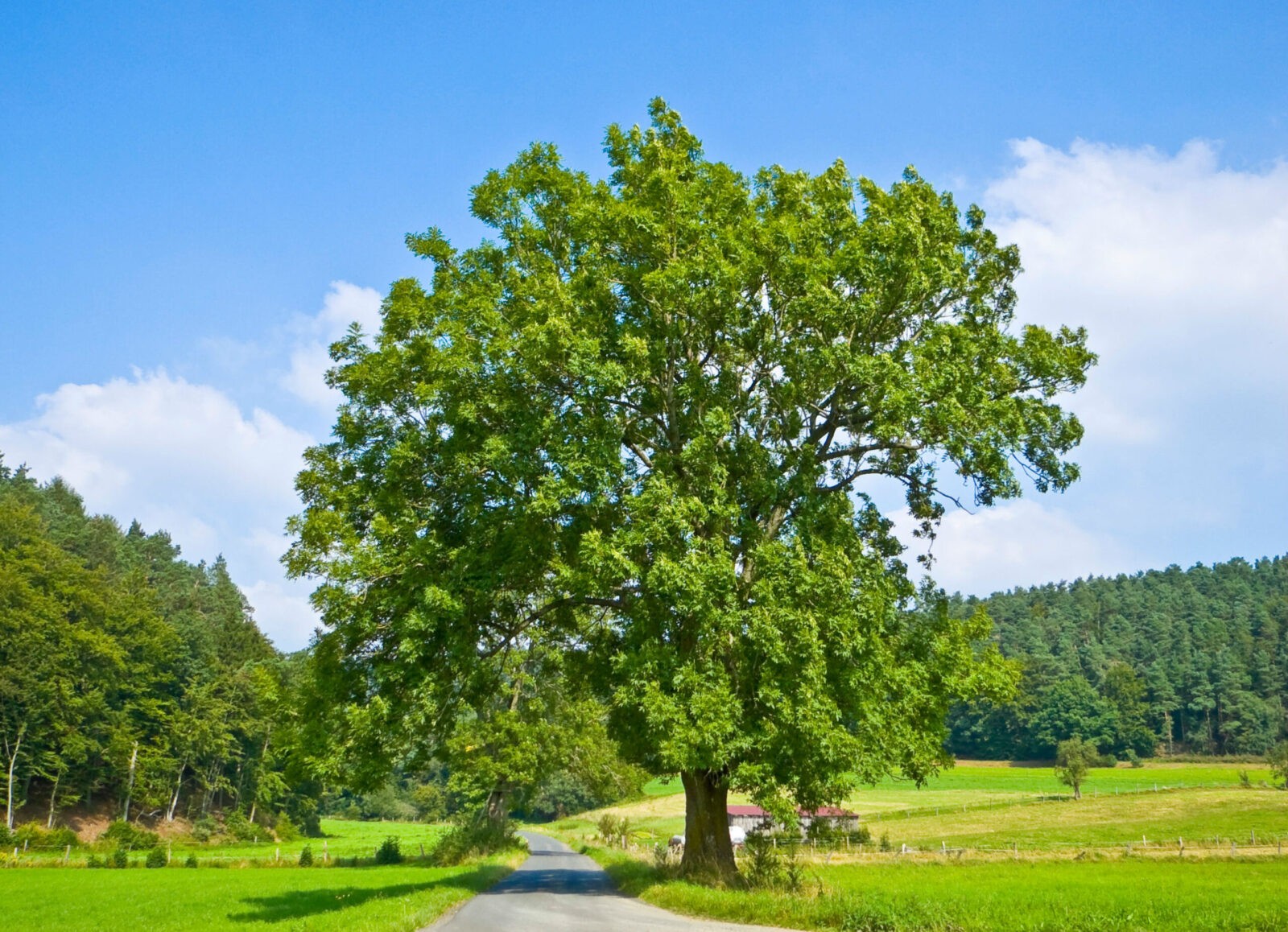 Изображение Лиственные породы деревьев
