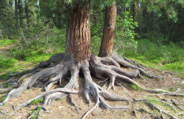 Изображение Повреждения корней деревьев: можно ли их спасти?