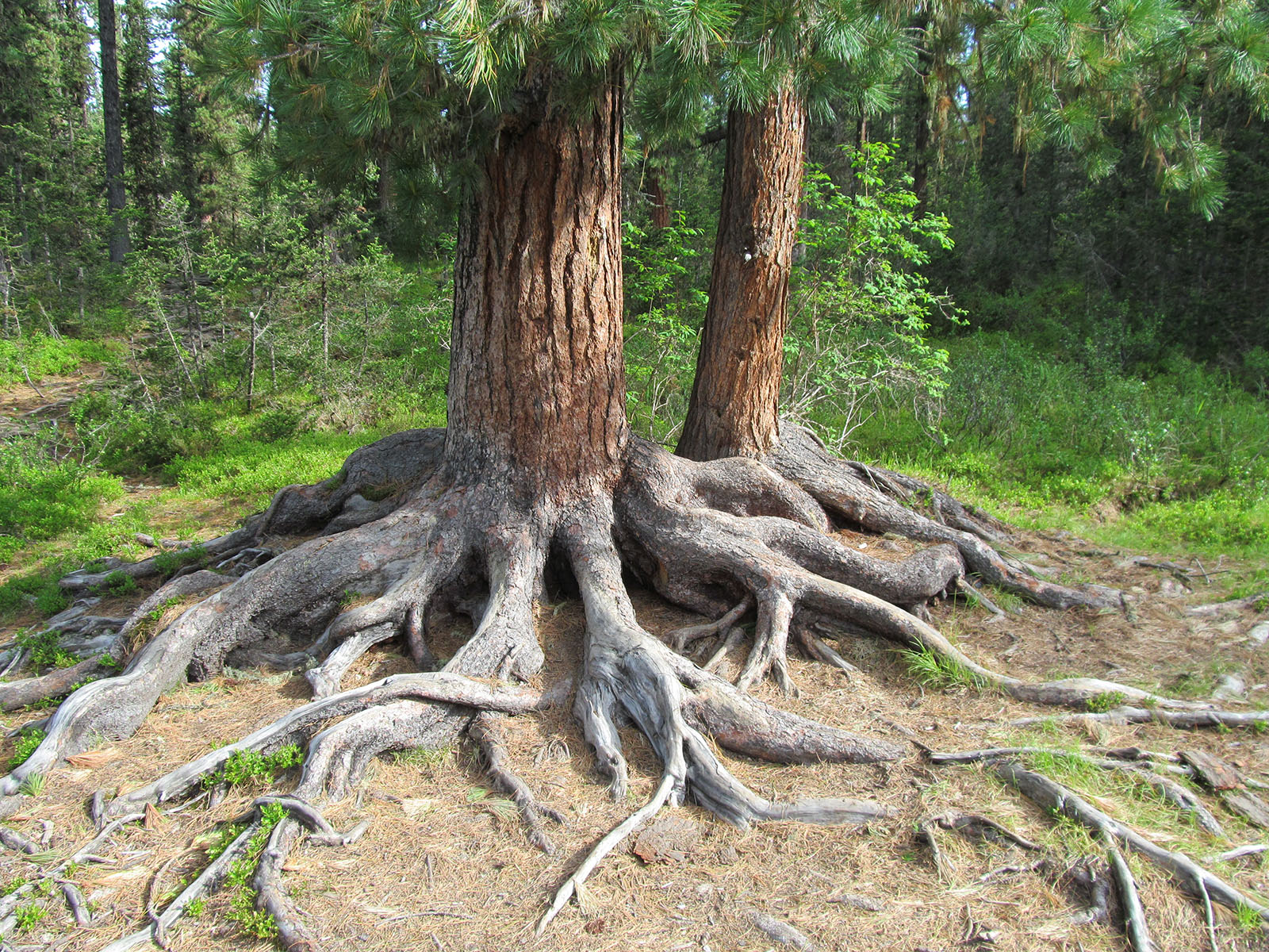Изображение Повреждения корней деревьев: можно ли их спасти?