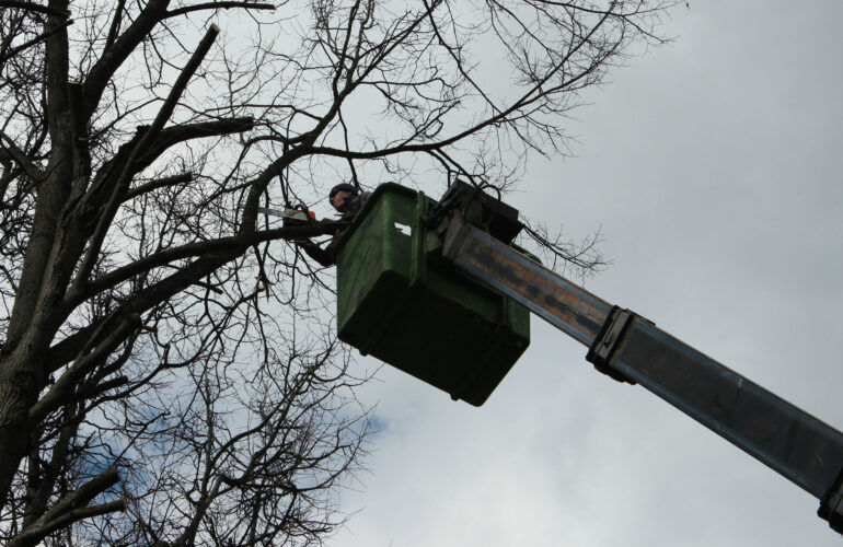Изображение Санитарная обрезка деревьев в Москве